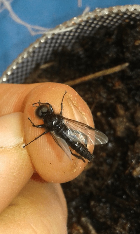 Larve di dittero?  S, pupe di Bibo sp. (Bibionidae).